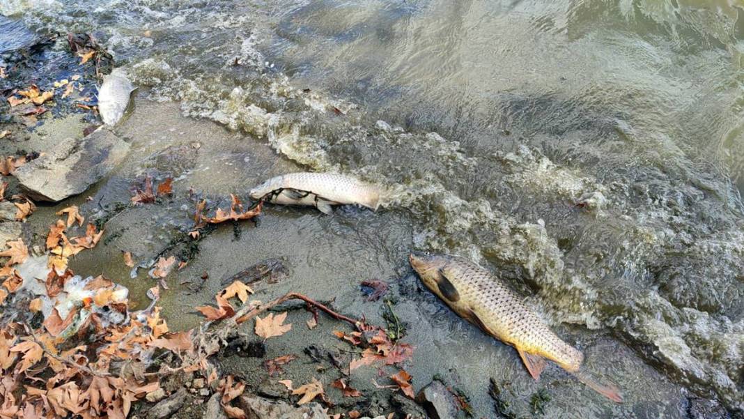 O kentte korkunç manzara: Maske ve eldivenle kamyonete yüklediler! Mahalleli endişeli: Daha önce böyle bir şey yaşamadık 12